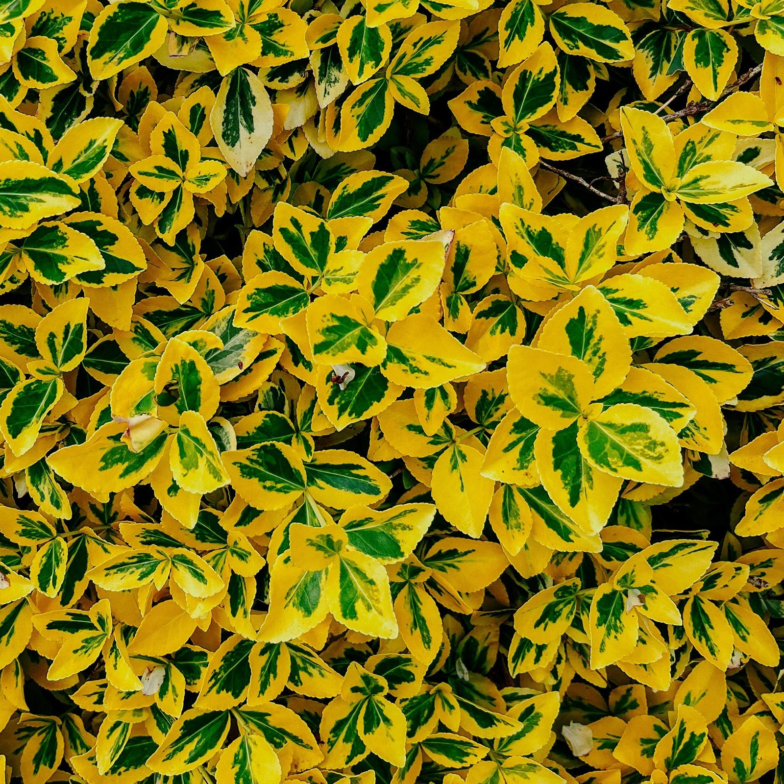 Golden Euonymus, Live Plants in 2.5″ Nursery Cubes, Japonica ‘Aureo-Marginatus’