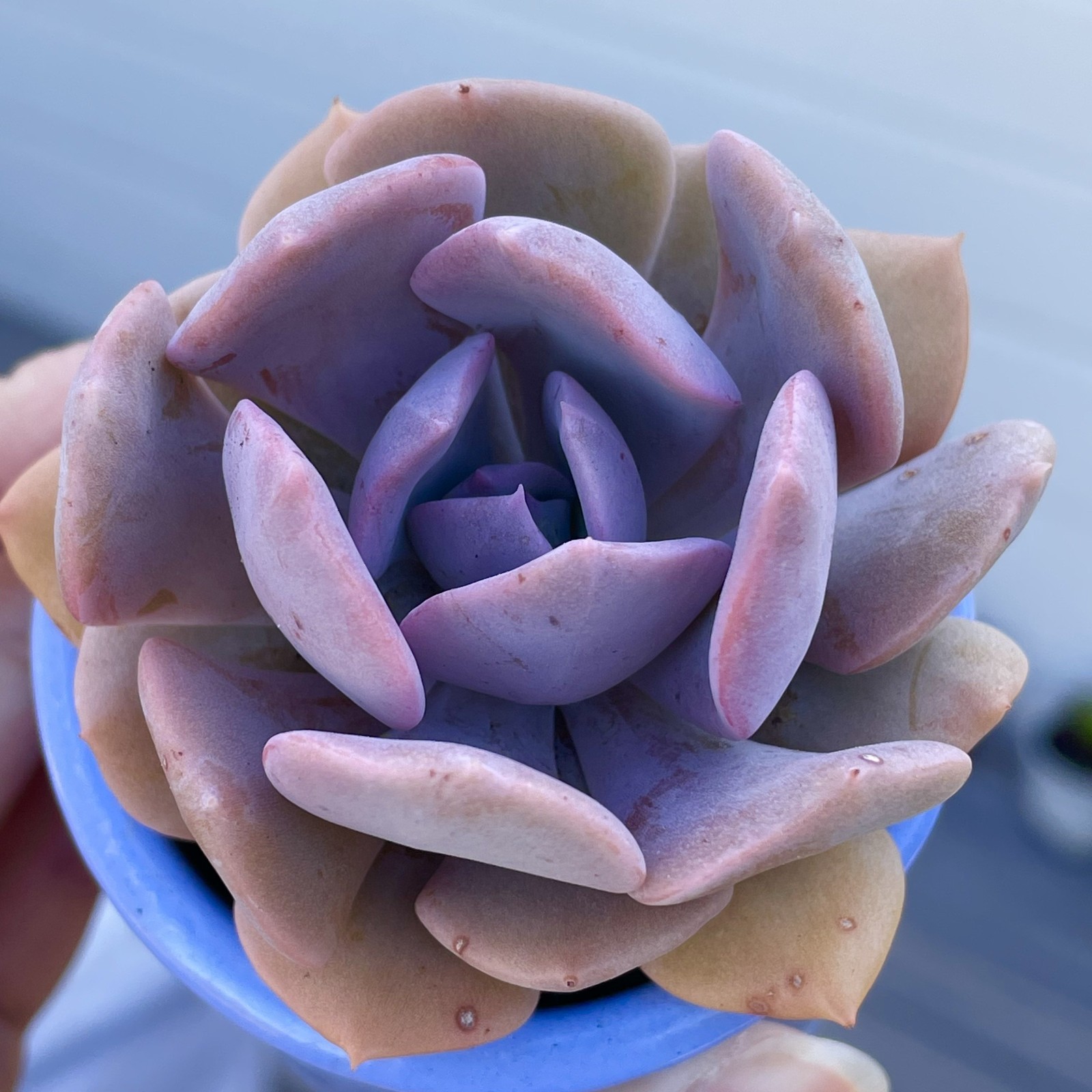 Rare Pink Succulent Echeveria Misty Lilac Rooted Live Plant Home Decor 1-2 Inch