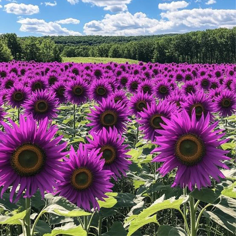 50pcs ‘Violet Glow’ Purple Sunflower Seeds – Rare Variety for Garden Beds