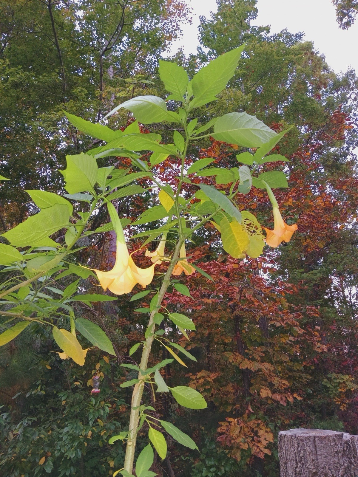 Angel Trumpet Tree Cuttings 2 8 Inch Cuttings, Tropical Orange