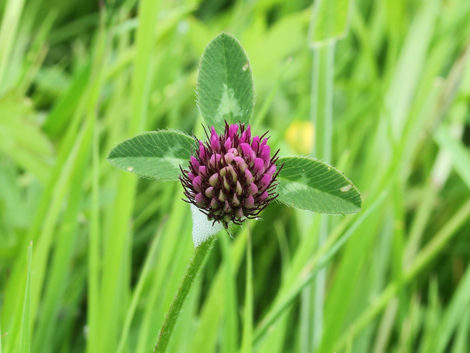 1000 Mammoth Red Clover Seeds – Trifolium pratense Mammoth – Non-GMO Seeds