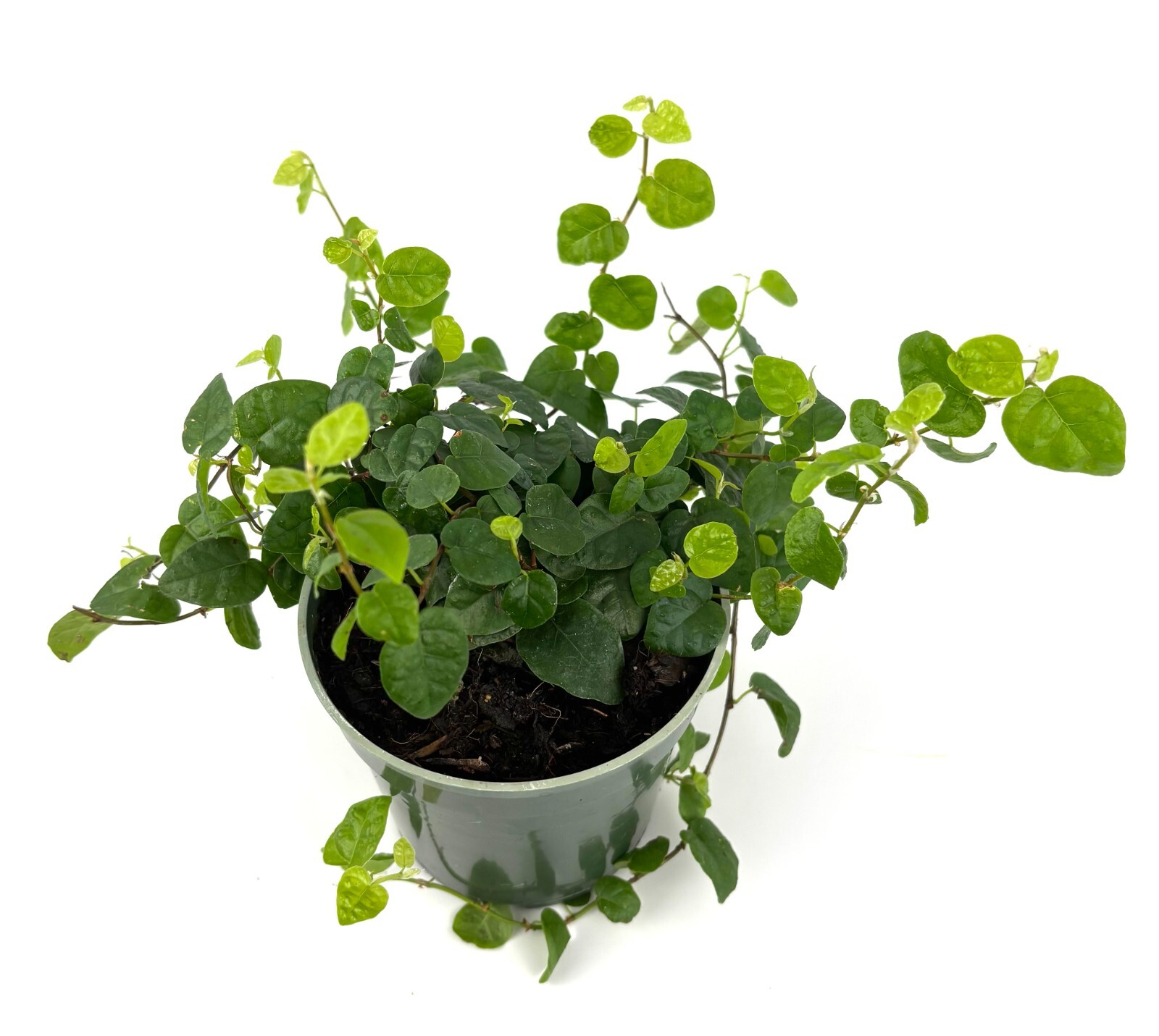 Creeping Fig Houseplants Ficus Pumila, 4″ Pot