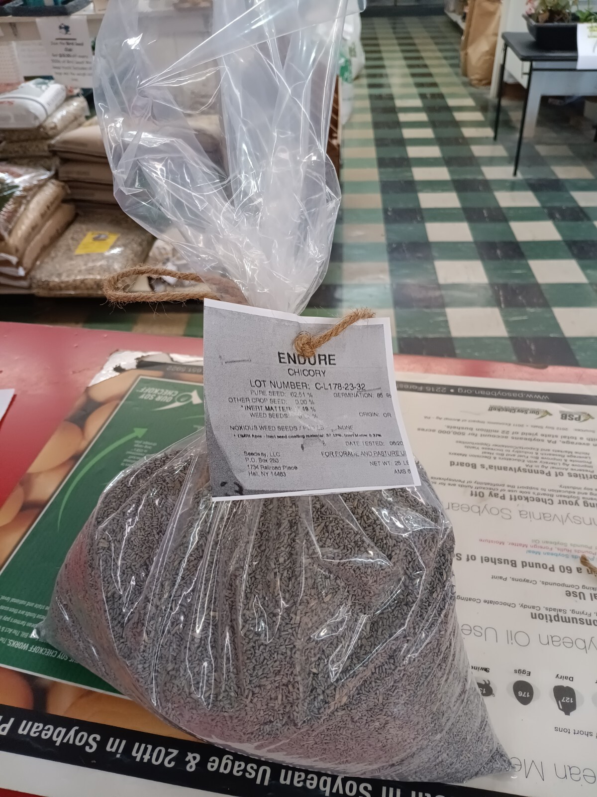 ENDURE CHICORY SEED ( 1 LBS ) GREAT FOR DEER