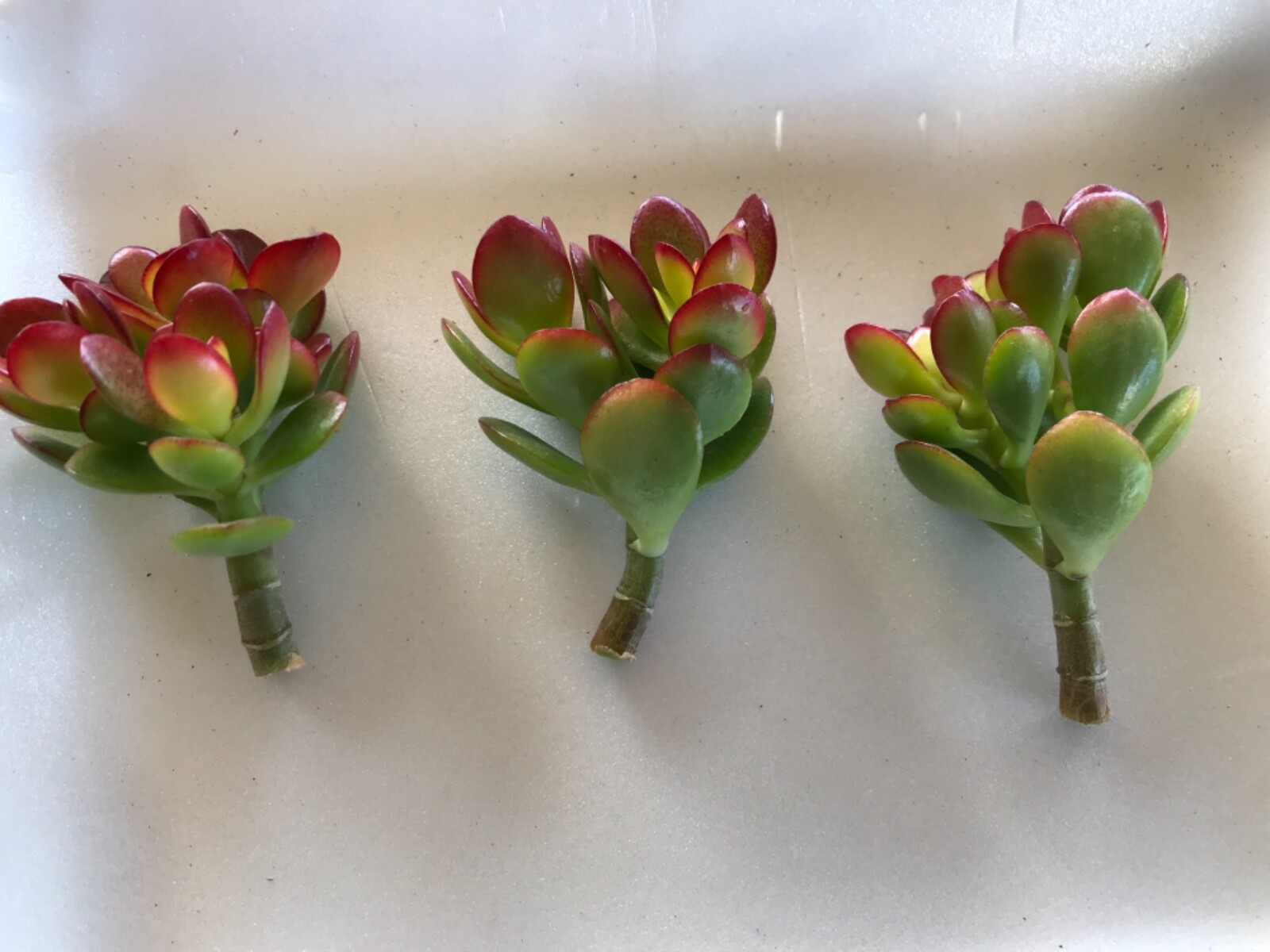 3 Dwarf Baby Jade Plant-Crassula Ovata Crosby’s Compact 2-3″ Cuttings