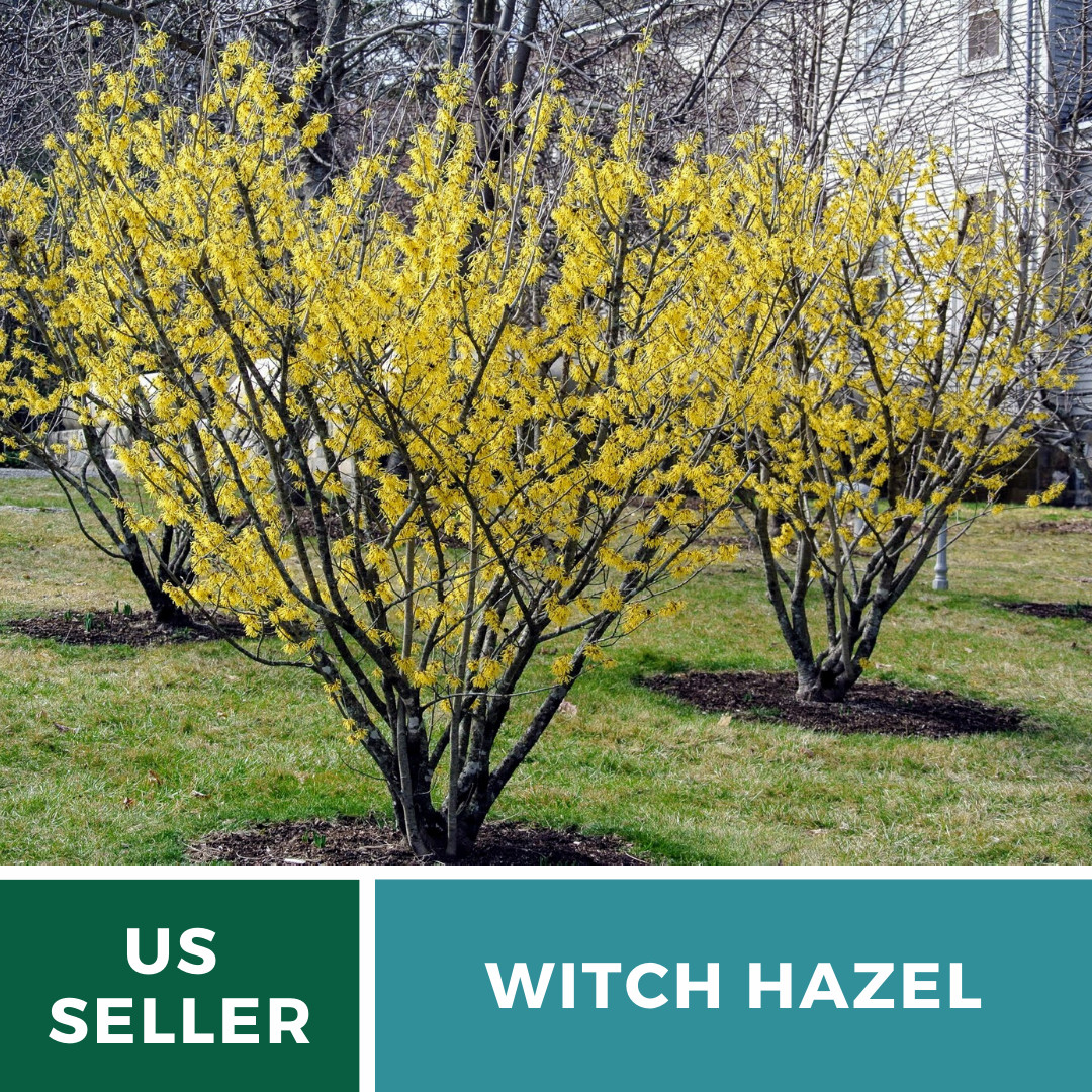 Witch Hazel – 5 Medicinal Seeds – Fragrant Yellow Blooms (Hamamelis virginiana)