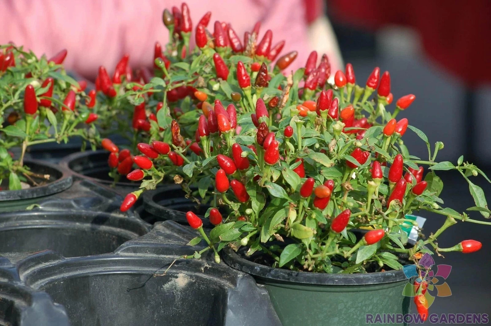 25+ ORGANIC – Pequin Hot Pepper Seeds – USA- Non GMO- New 2026 – Free Shipping