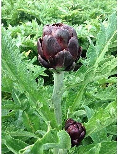 Colorado Star Artichoke Seeds (25+ Seed Package)