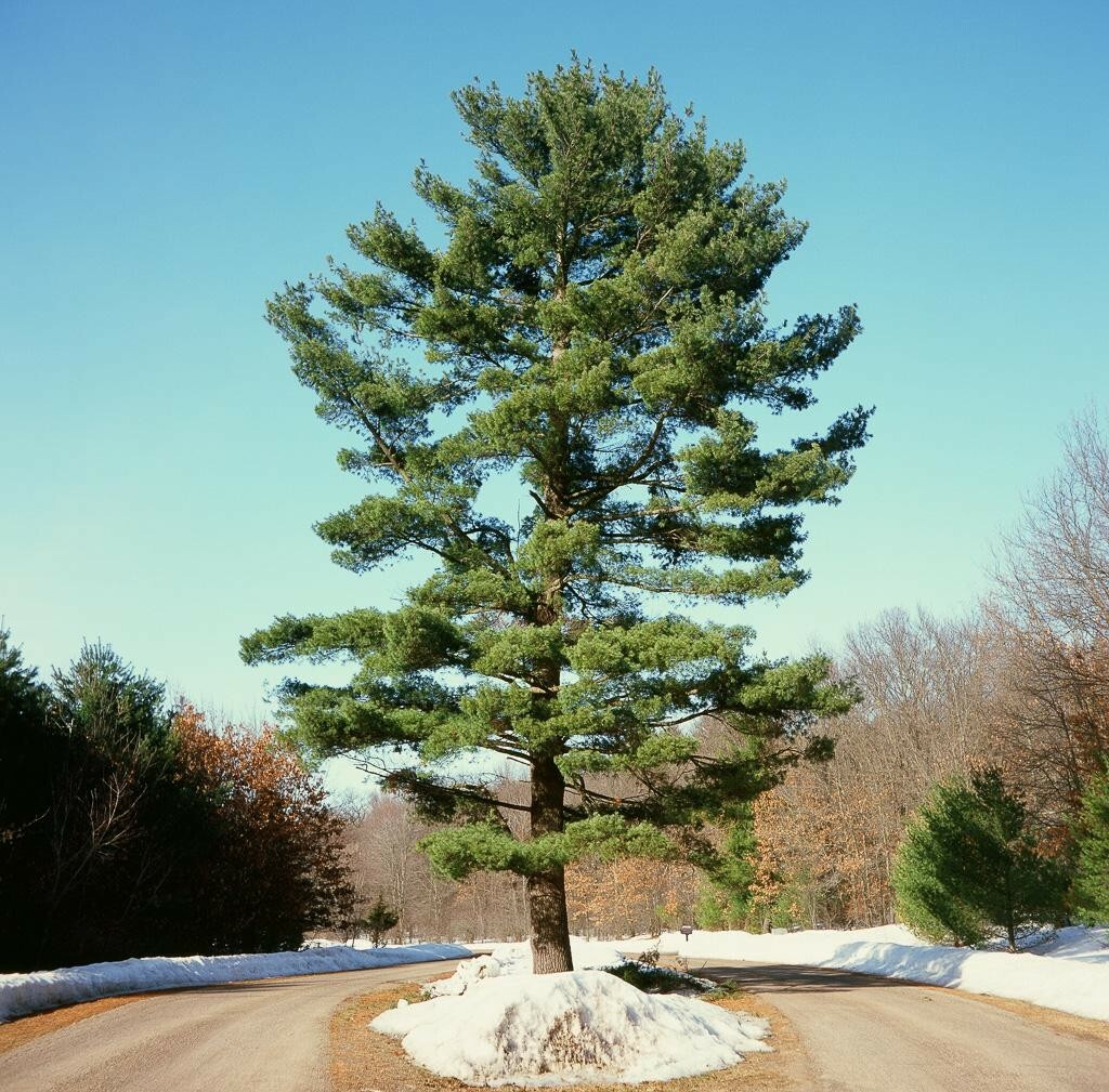 1 seedling of Eastern White Pine, to grow a large tree or bonsai, medicinal tea
