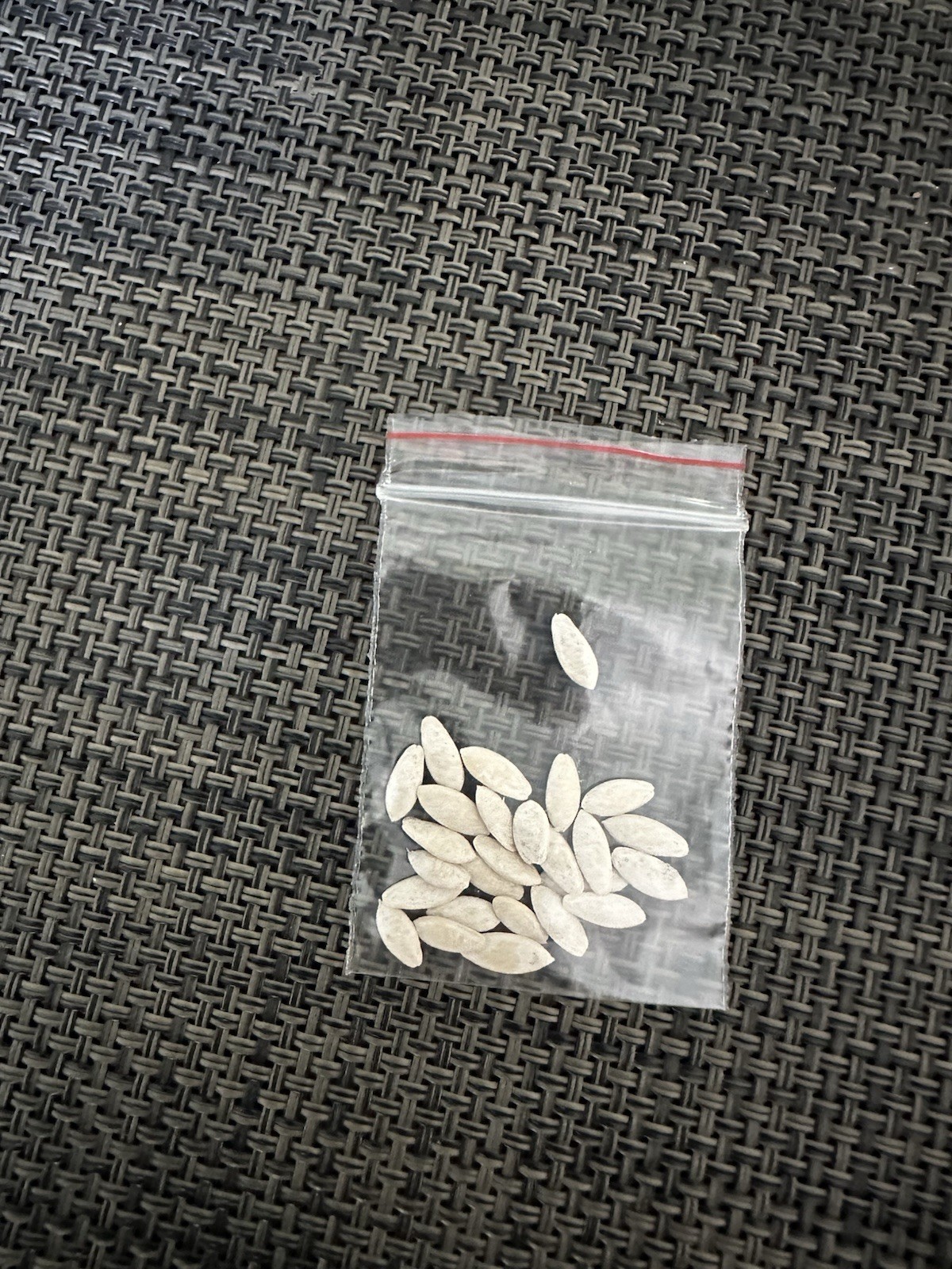 50 Seeds Cucumber Amour F1 ORIGINAL Bejo Zaden Netherlands семена огурец Amur