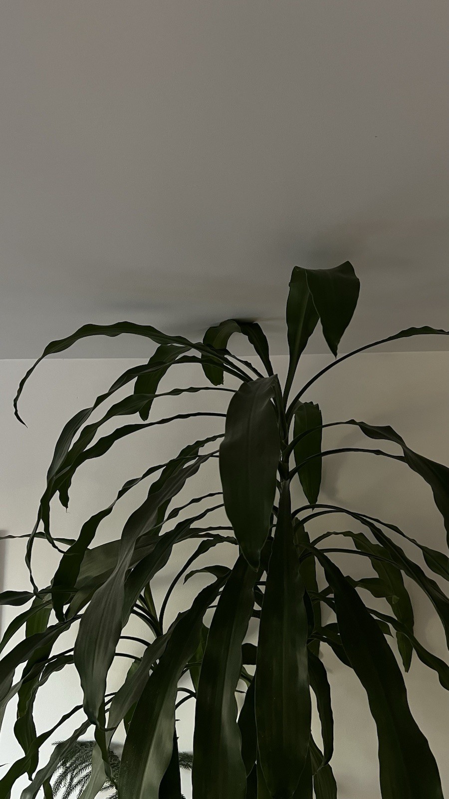 Dracaena fragrans plant, 3 stems staggered, 7 feets