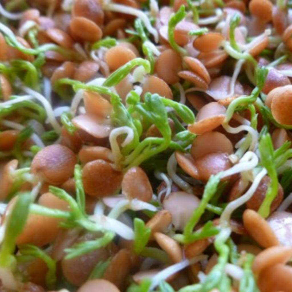 12 oz Red Lentils