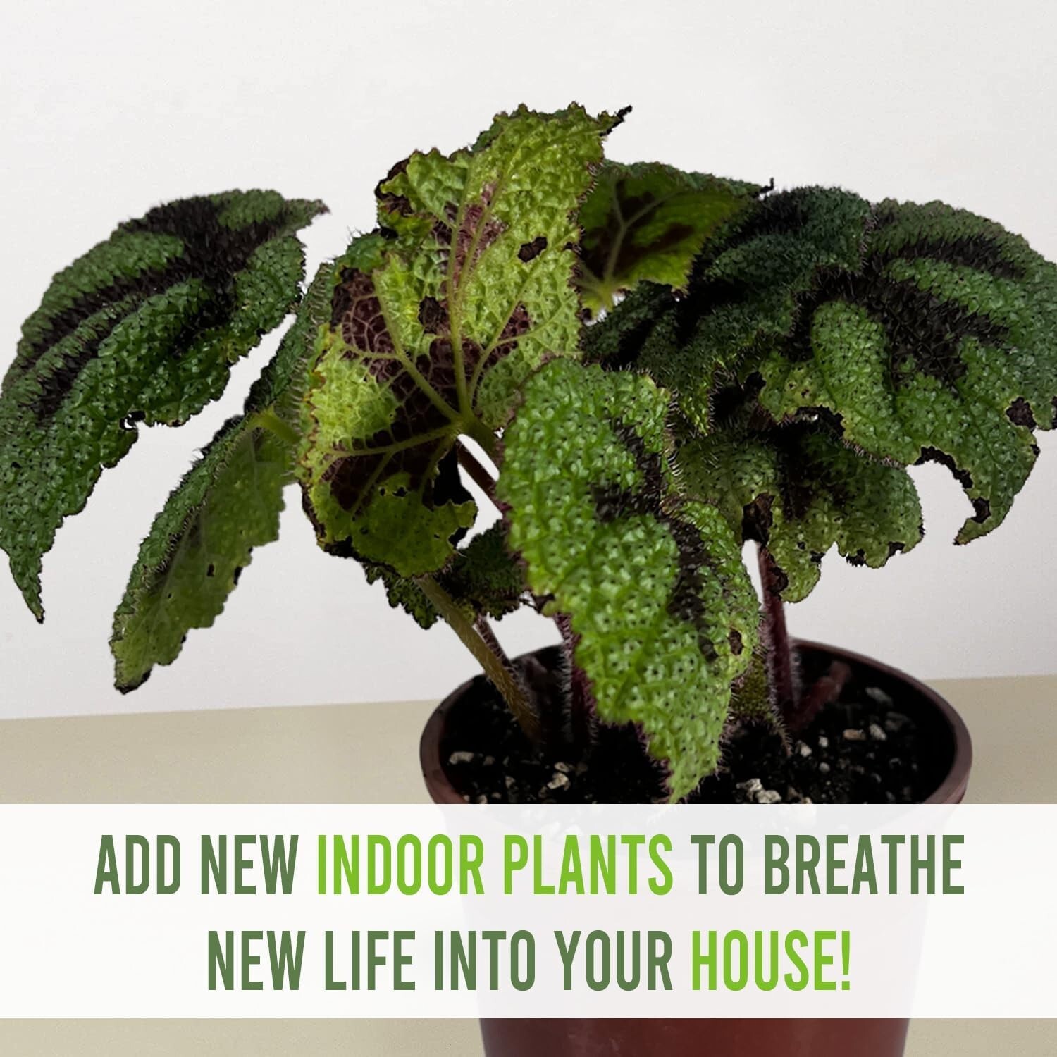 Begonia Cruz de Hierro (2pack) – LEAL PLANTS ECUADOR | Live Painted Leaf Begonia