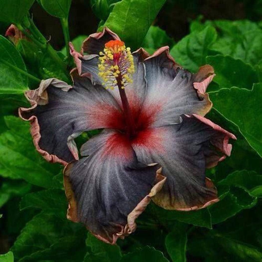 20PCS Rare Black Pink Purple Hibiscus Seeds”Black Rainbow” Giant Flower Tropical