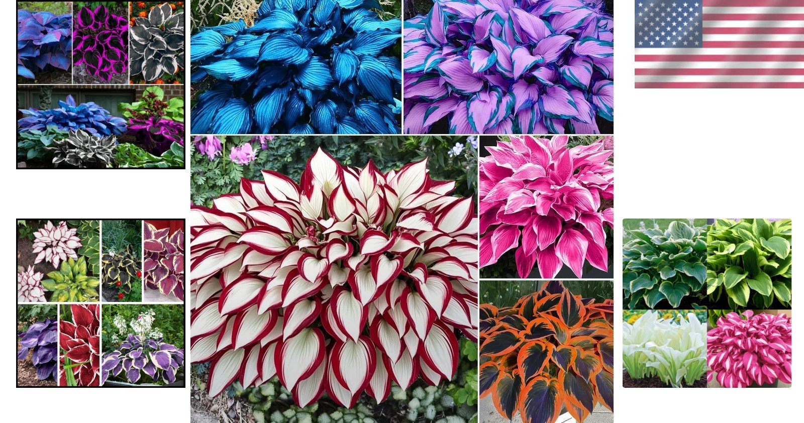 100pcs Mixed Colors Hosta Seeds for Shade Gardens