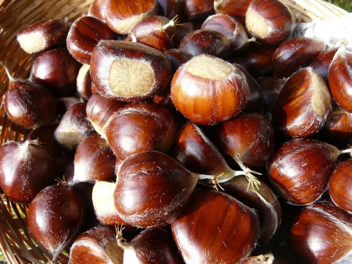 Improved Chinese Chestnut: 18 – 30″ Tall – Grown in a Deep Band Pot
