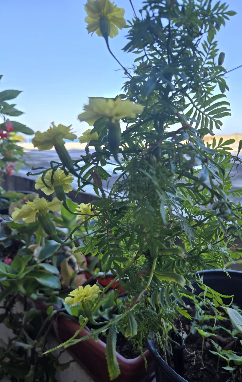 50+ 12″ tall African Marigold Lemon Yellow DRIED SEED Organic 2026 Puerto Rico