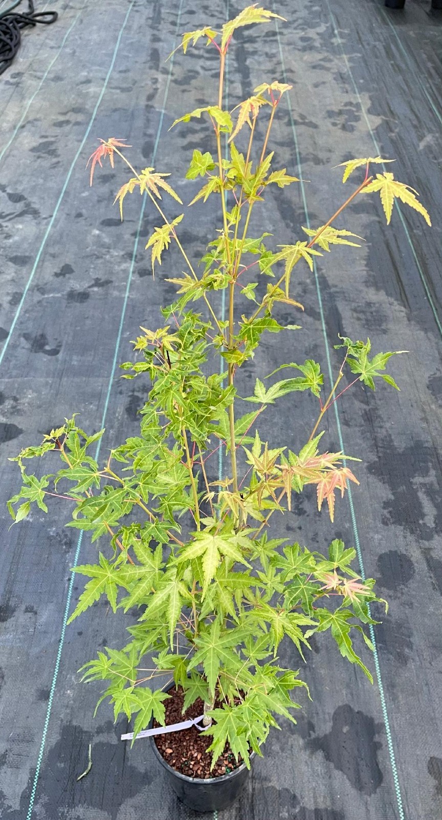 Acer palmatum ‘La Diabla’ (La Diabla Japanese Maple)