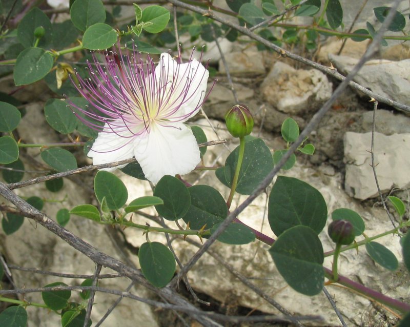 Capparis spinosa CAPER BUSH Seeds!