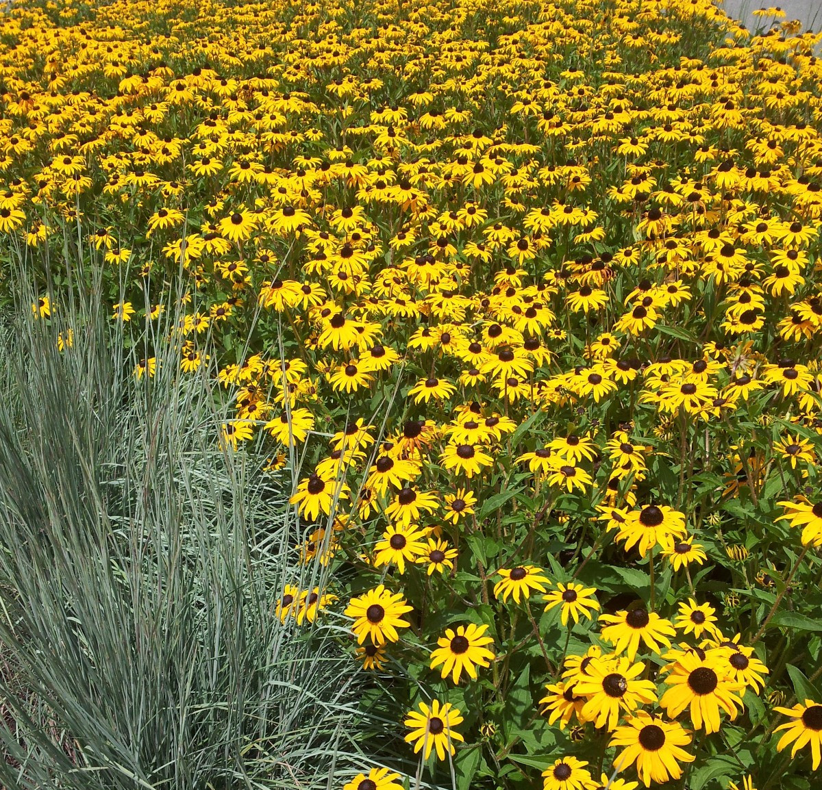 Rudbeckia ‘Goldsturm” 25 Plants in 3-1/2 inch Pots