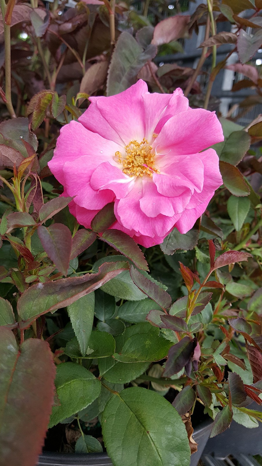 Green Promise Farms Rosa Zphirine Drouhin Climbing Rose Rose Thornless Pink