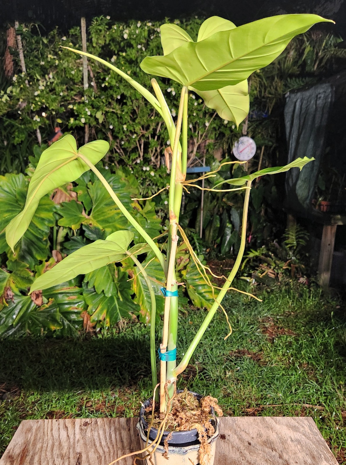 Philodendron Species Plant 5″ Pot 25″ Tall 24″ Wide