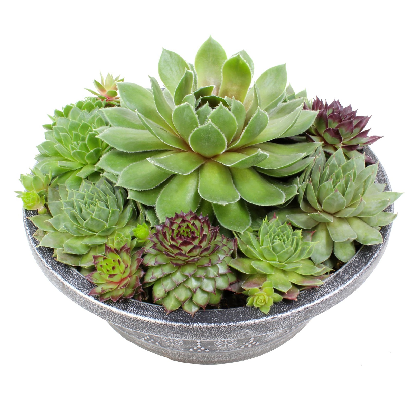 Altman Plants Non-Toxic Live Sempervivum Succulent Plant Gift In 8 Decorative