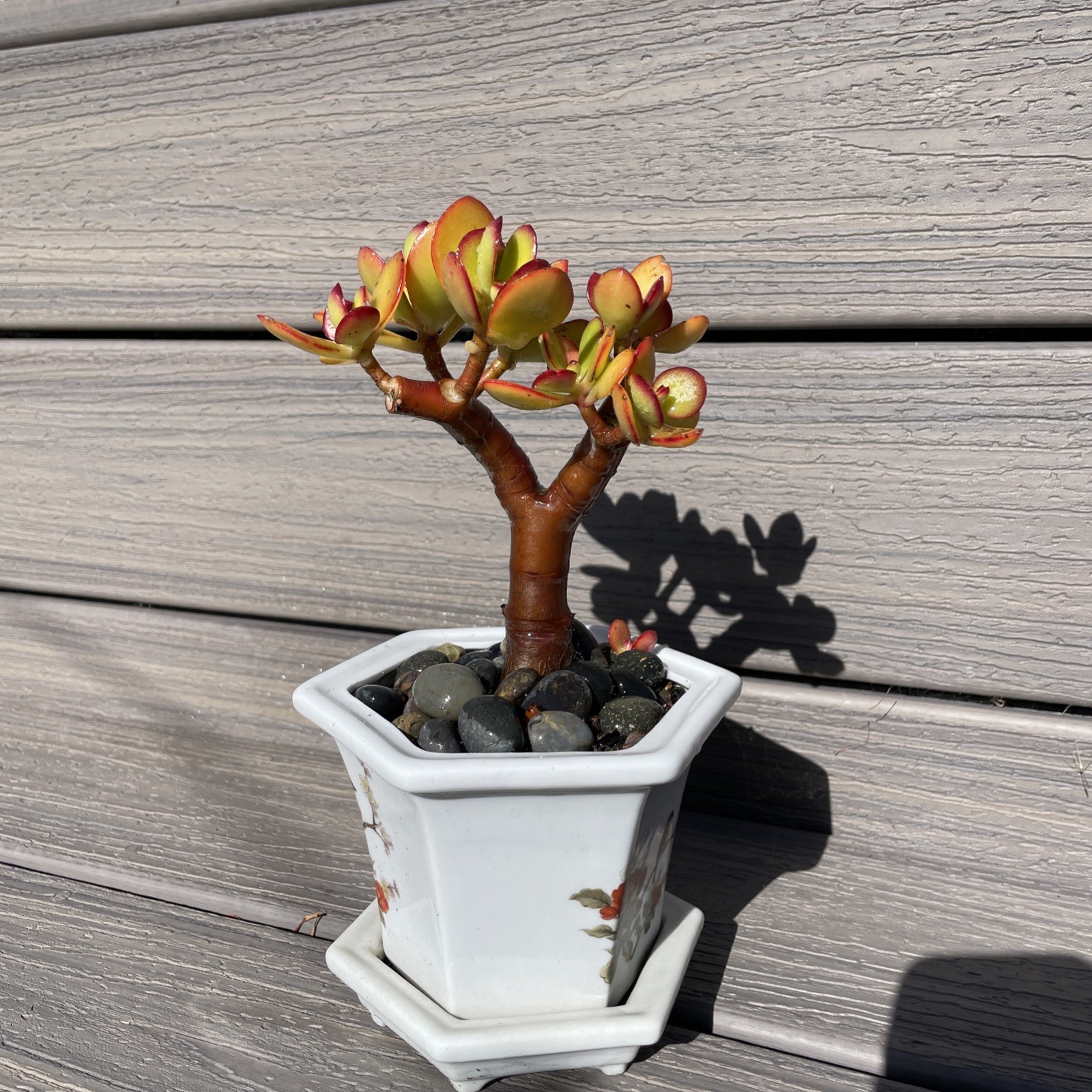 RARE RED AKAI Jade Succulent Crassula Ovata Plant Bare Rooted Bonsai Tree 6-8”