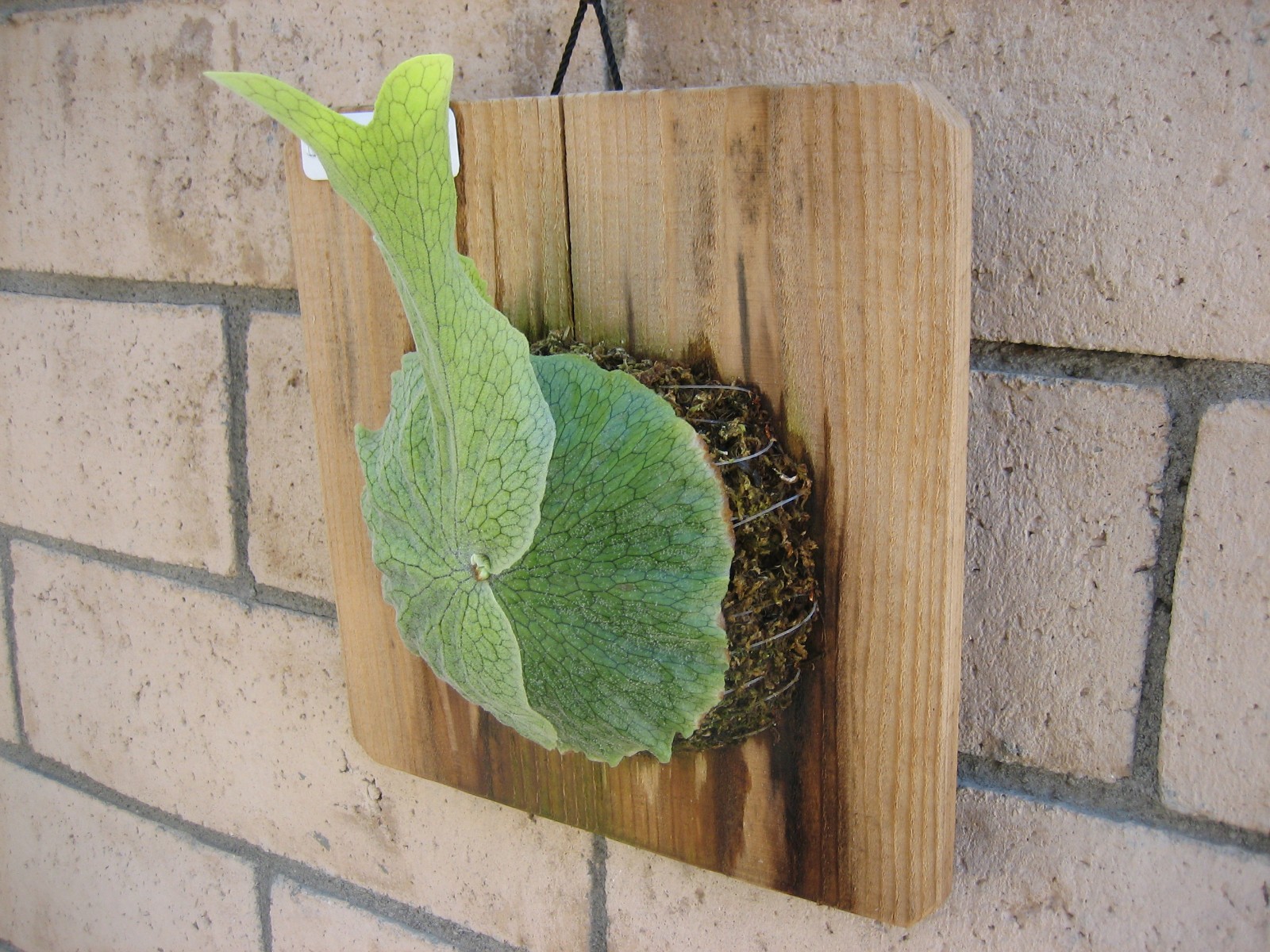 Staghorn Fern – P. Superbum – Platycerium
