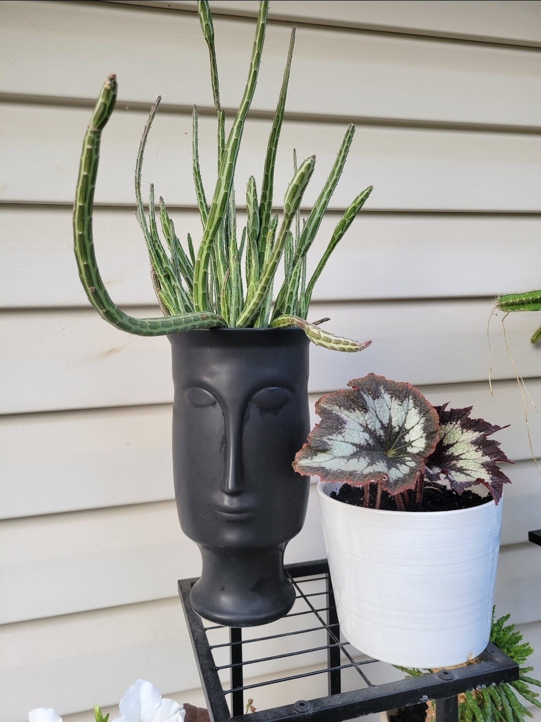 6″ Cutting Senecio Stapeliiformis Pickle Plant Pickle Cactus For Head Planter