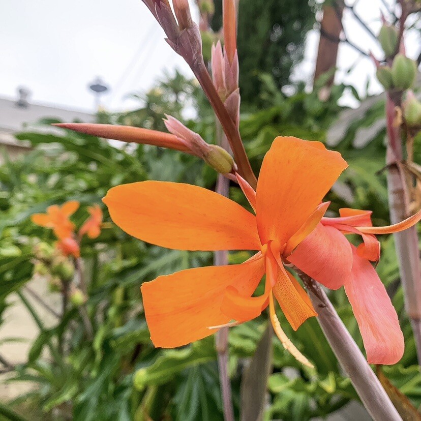 5 Variegated Orange Canna Lily Bulbs Rhizomes Live Plant Purple And Green Leaves