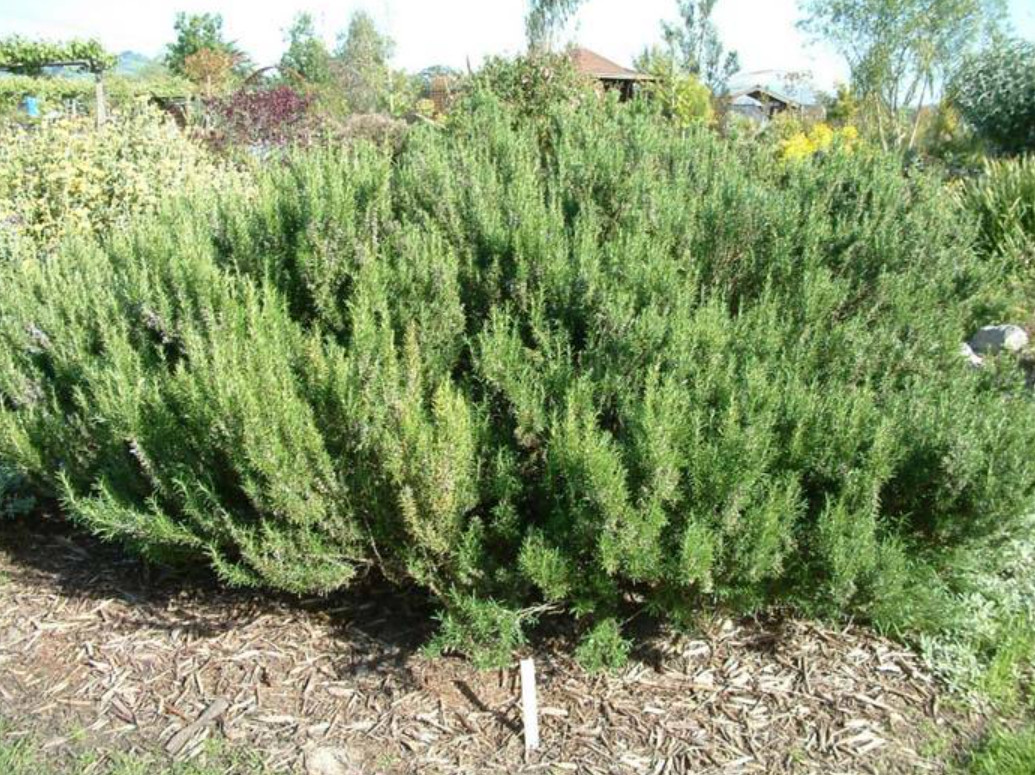 Set of 4 Live ARP Rosemary Plants – 2–5” Tall – No Pot – Culinary Herb