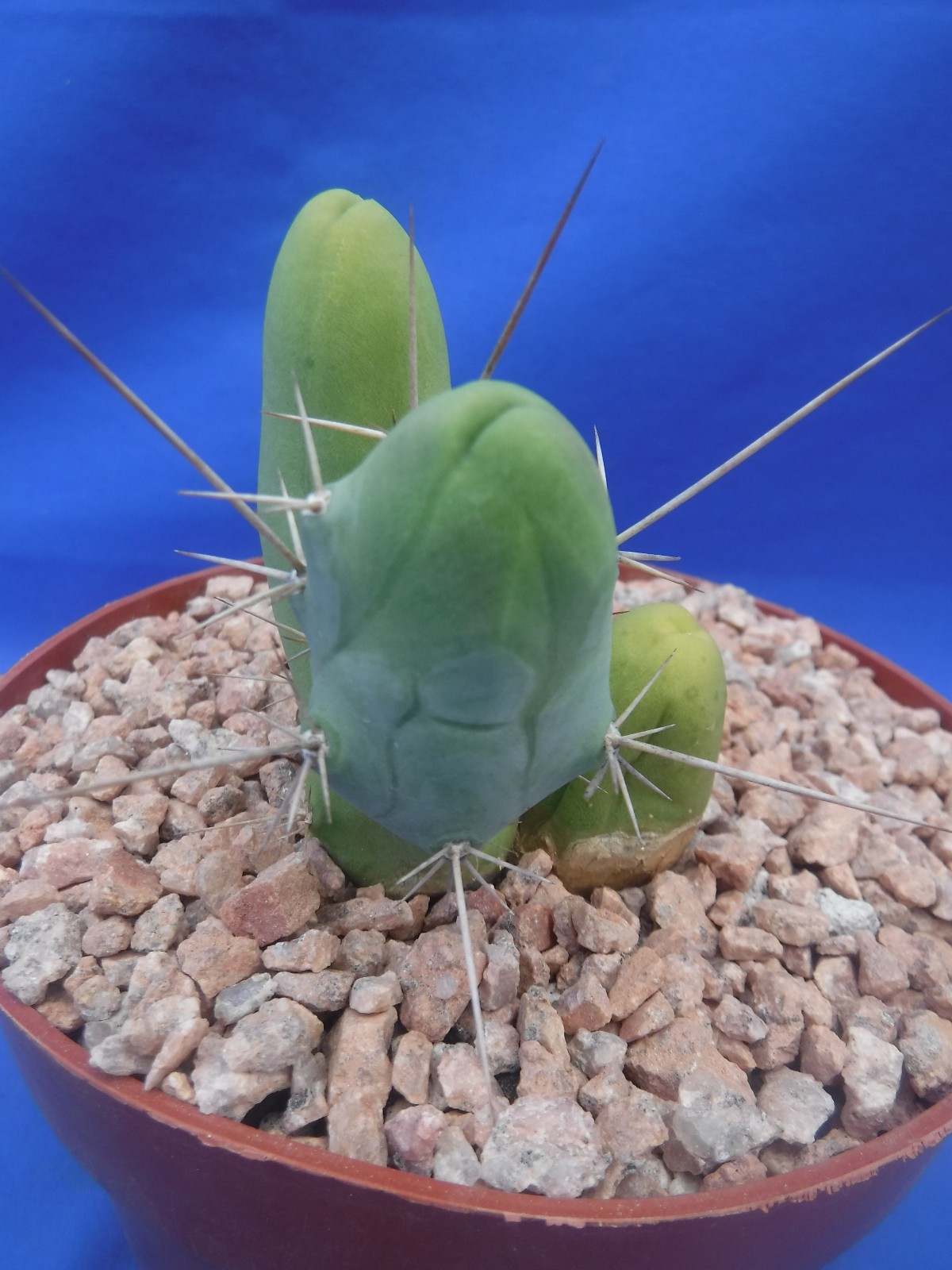 Rare Monstrose Cactus TBM 3″ Tall 3″ wide CLUMP Short Form 4 Segments! L6