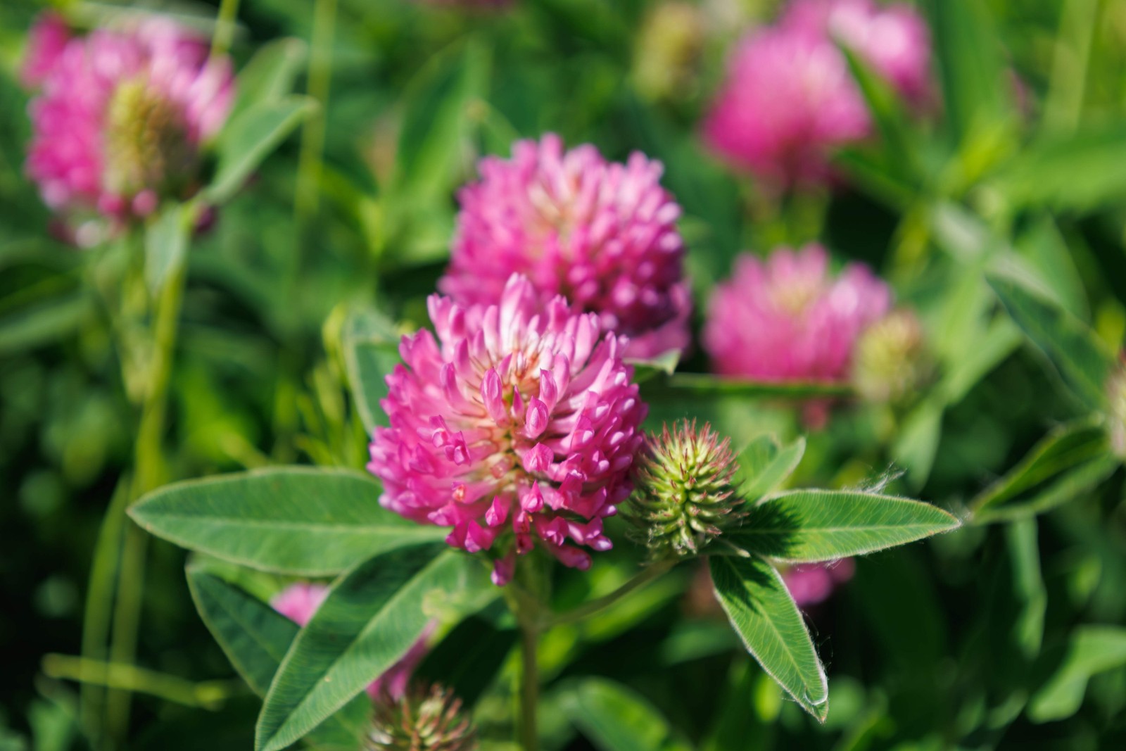 1500 RED CLOVER Monarchs Trifolium Pratense Rose Mauve Flower Ground Cover Seeds