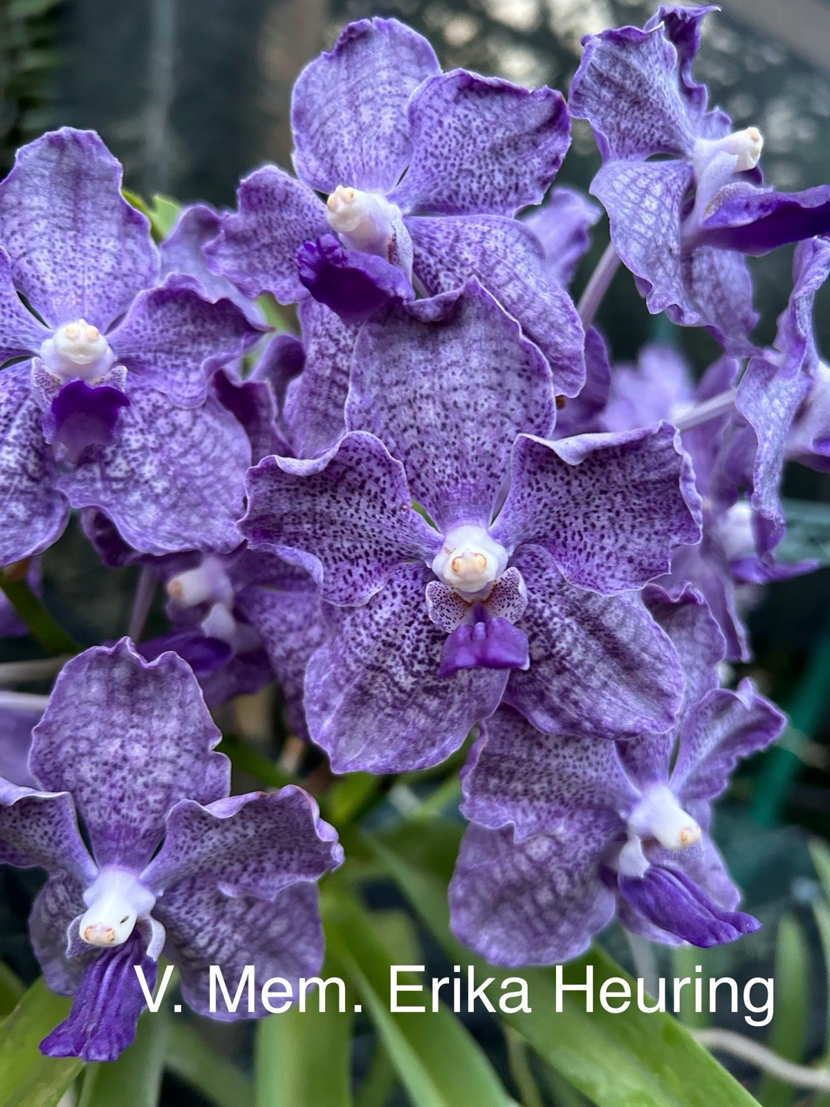 Vanda Mem. Erika Heuring , Purple fragrant Orchids