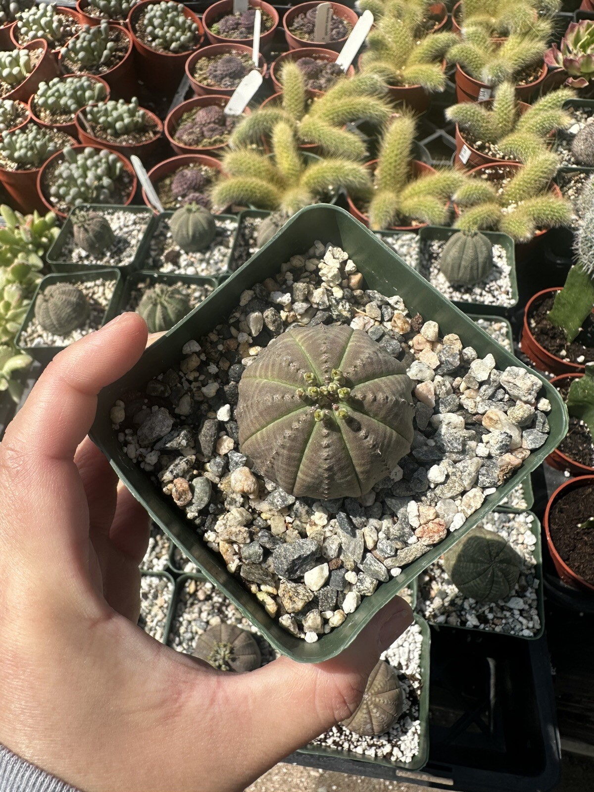 Live Plant-Euphorbia Obesa (1.0-1.2)|Rare Succulent, Cactus In 4” Pot