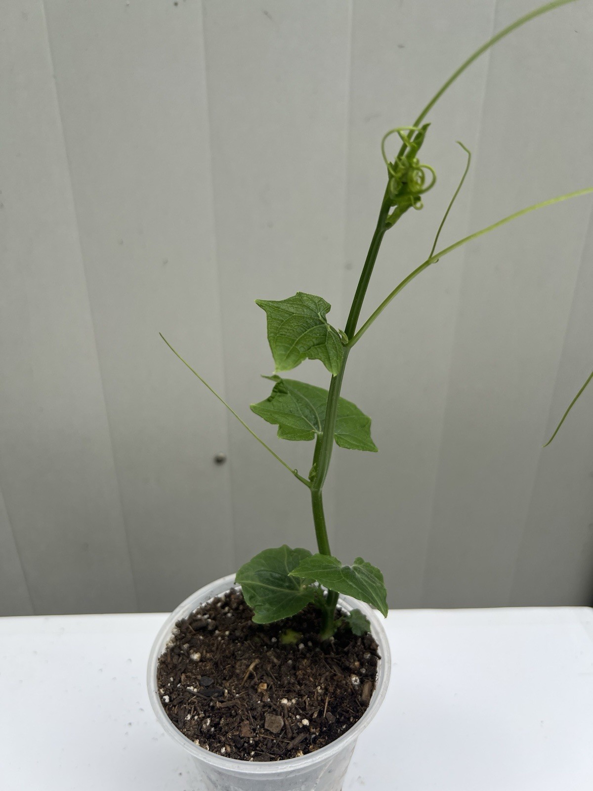 1 Chayote Plant Vegetable Live Plant 10” With Pot Ready To Plant
