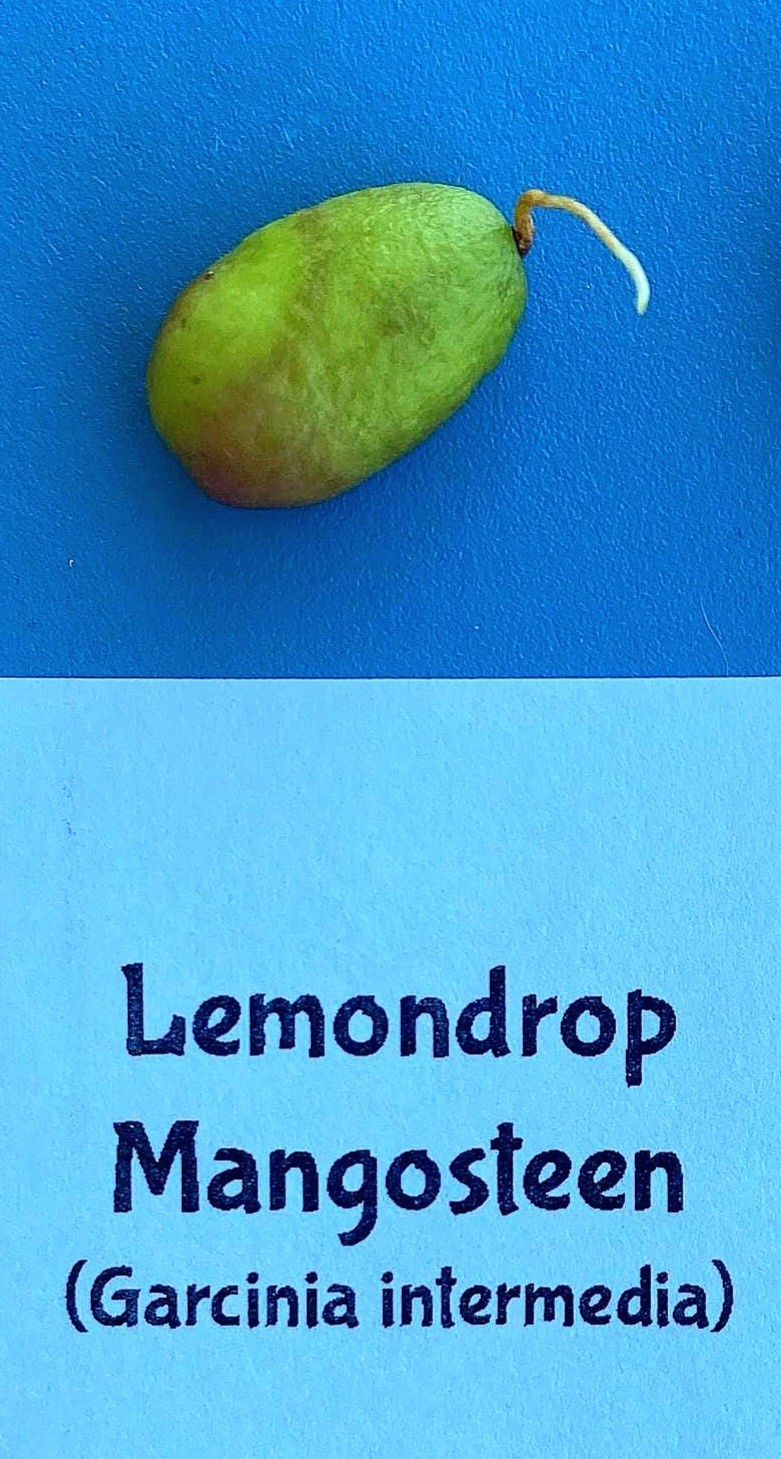 Lemon Drop Mangosteen GarciniaIntermedia Seeds 5 Non GMO OrganicPuerto Rico