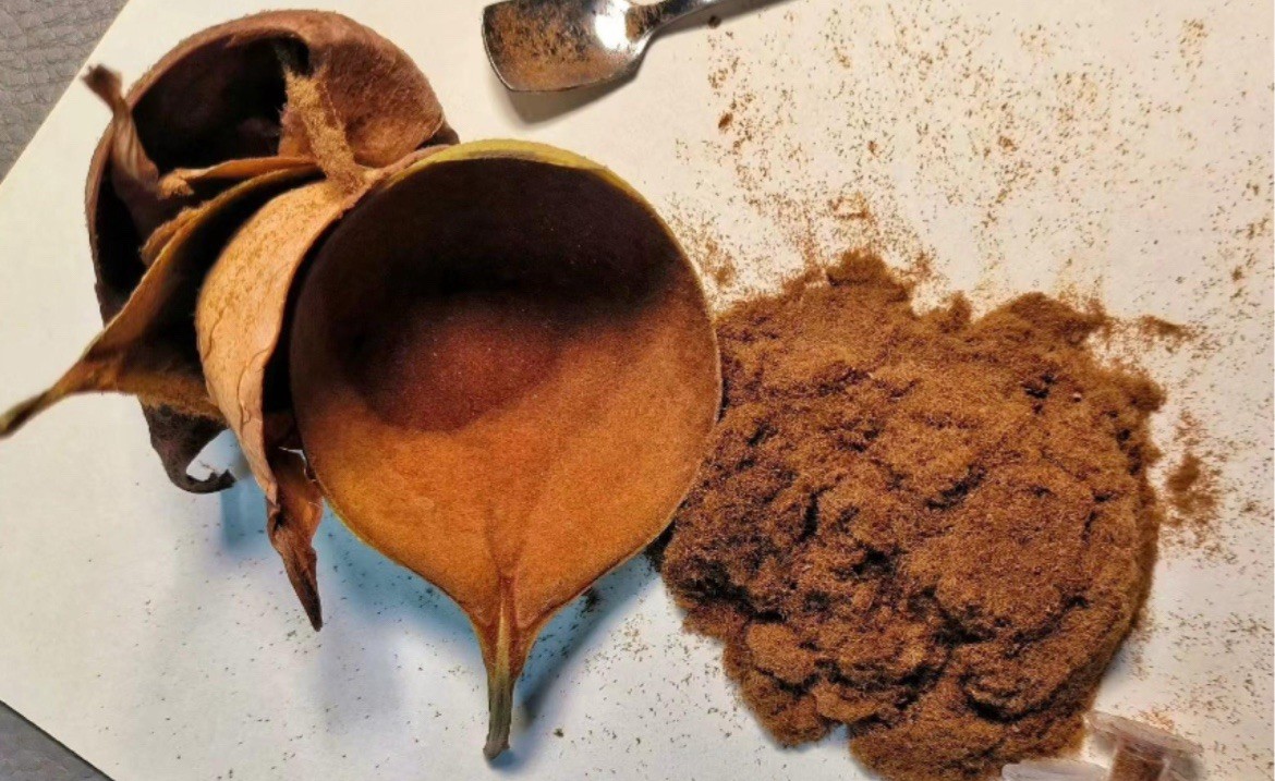 Platycerium Staghorn Fern Ridleyii Spores 2025 Fresh Spore