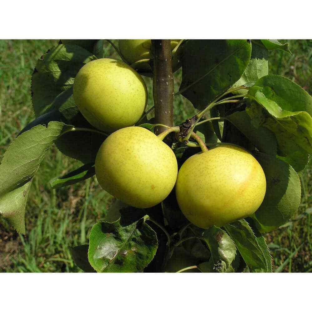 Dwarf 20th Century (Nijisseiki) Asian Pear Bare Root 3-4 FT