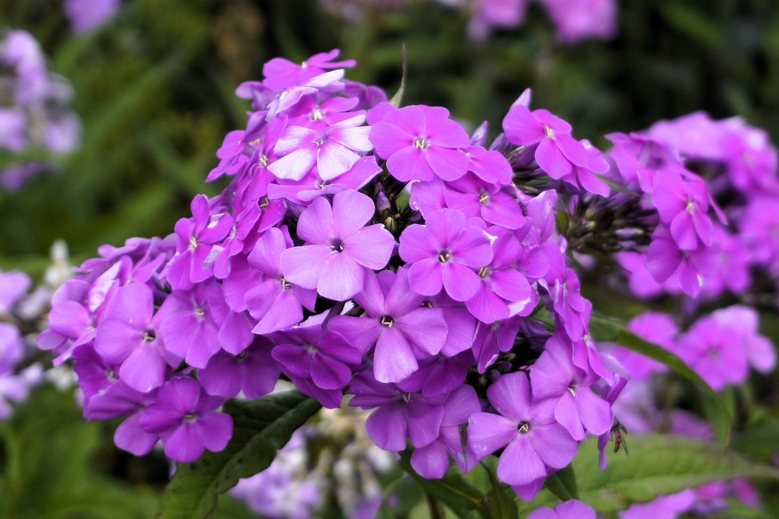 10 Tall PURPLE PHLOX Paniculata Garden Summer Native Hummingbird Flower Seeds