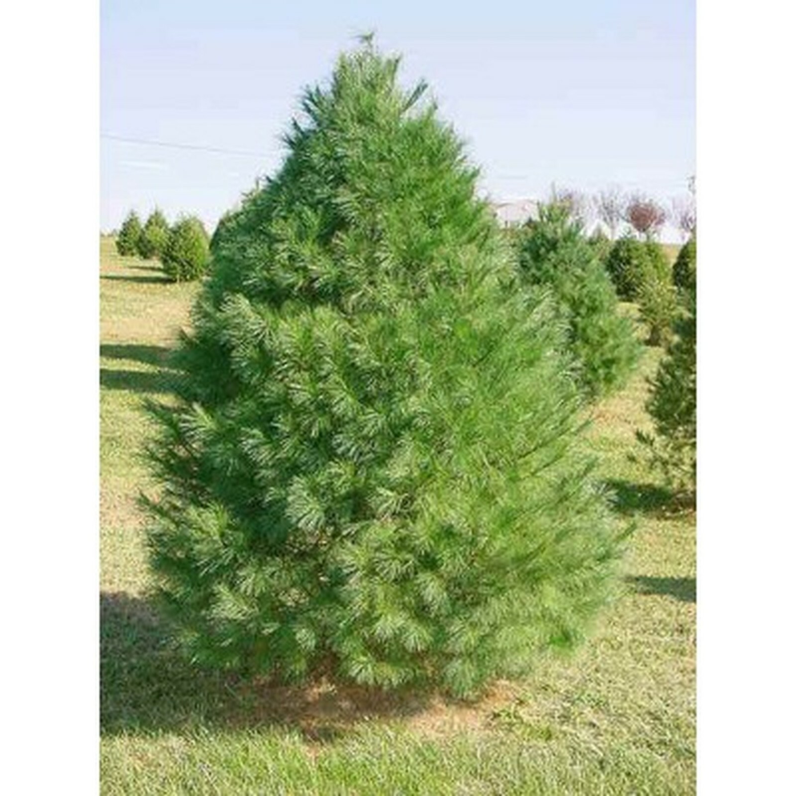 1 seedling of Eastern White Pine, to grow a large tree or bonsai, medicinal tea