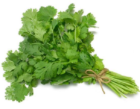 LATIN CILANTRO HERB CORIANDER (Coriandrum sativum) recao cuisine spice 150 seeds