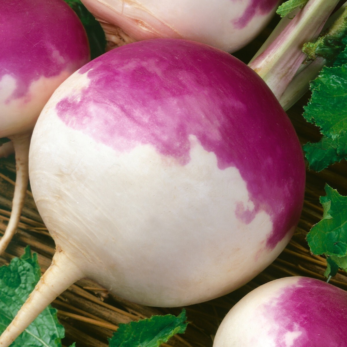 500 Purple Top White Globe Turnip Seeds – Everwilde Farms Mylar Seed Packet