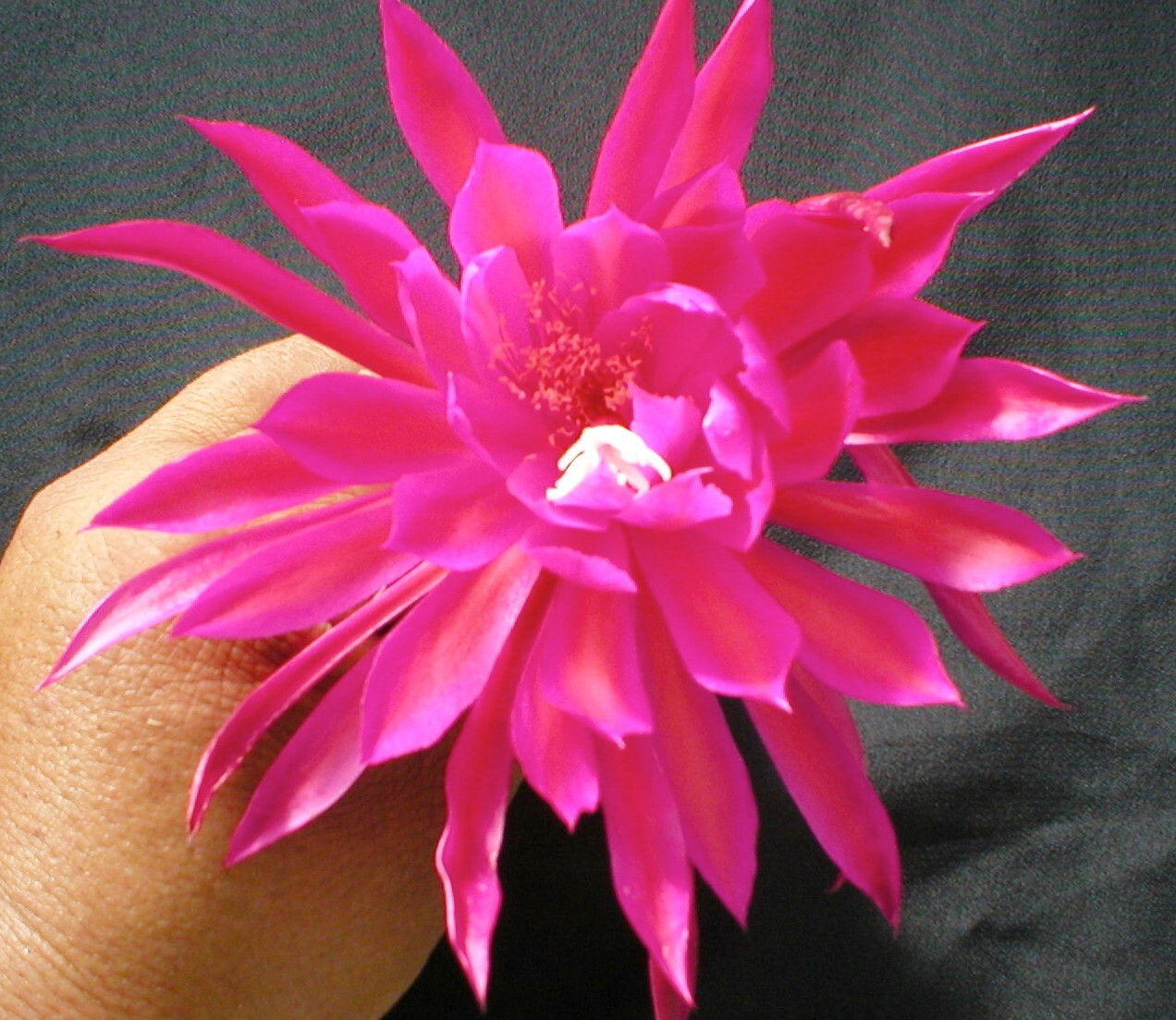 Epiphyllum, Orchid Cactus, ” SEDONA SUNSET “, Don’s Quart pots JUNE/3