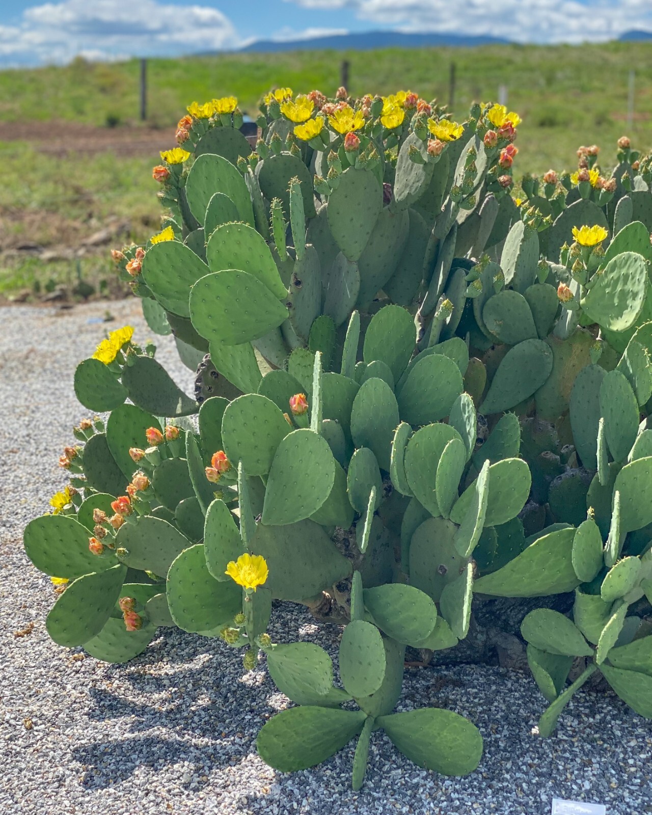 Spineless Prickly Pear Cactus “Cacanapa Ellisiana” (1 PAD) – WINTER HARDY CACTUS