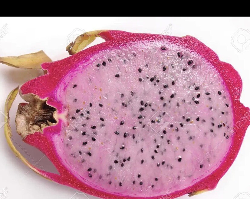 5 Rare DRAGON FRUIT CUTTING 8-12 Inches Check Description