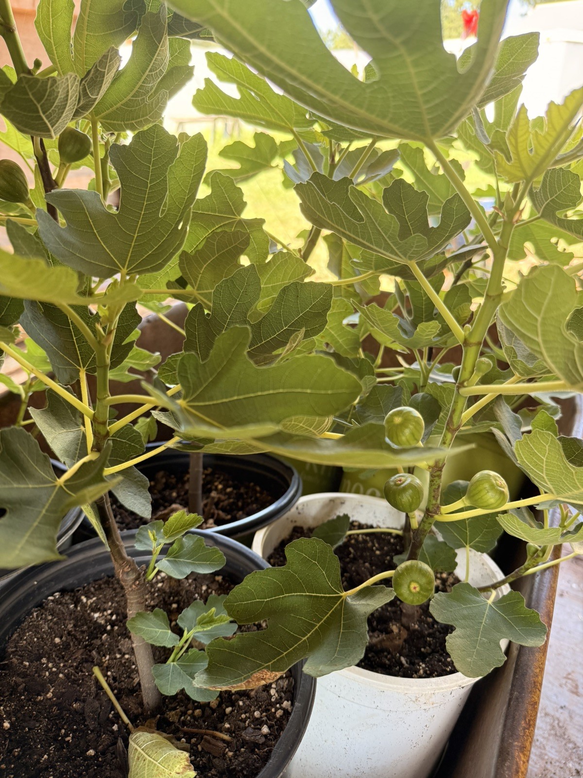 10 FIG TREE CUTTINGS -FRESH- From Fruiting Tree 4 in Each Organic