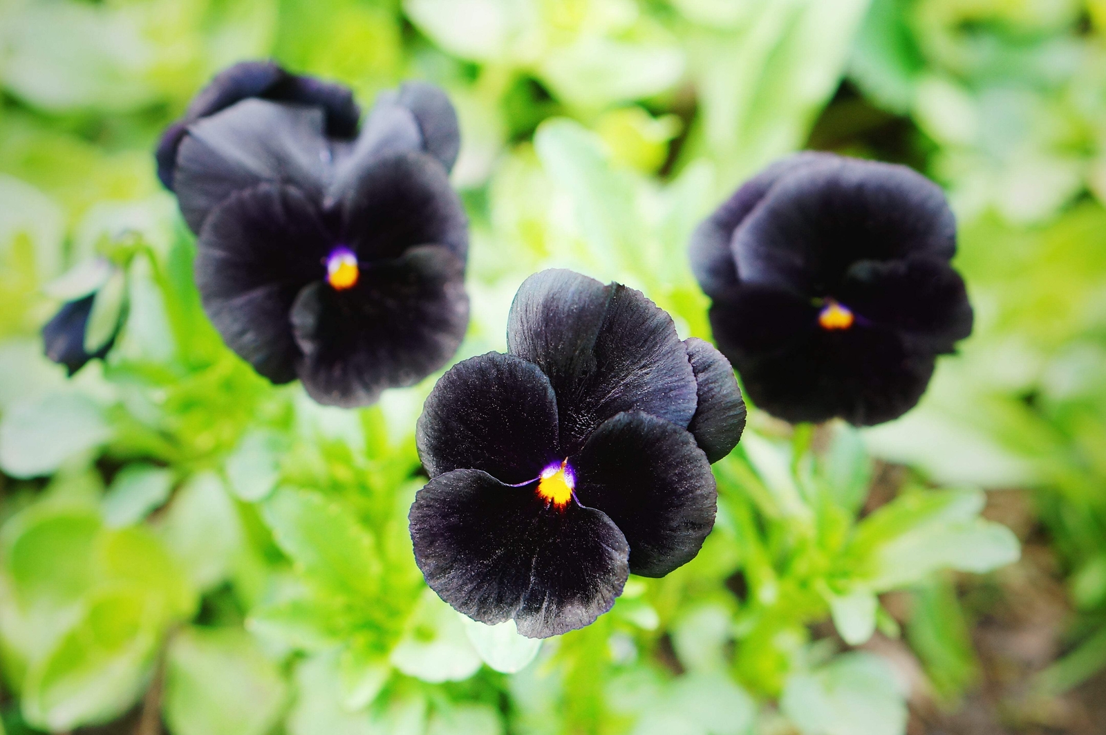 50 BLACK PANSY Clear Crystals Viola Wittrockiana Flower Seeds *Comb S/H