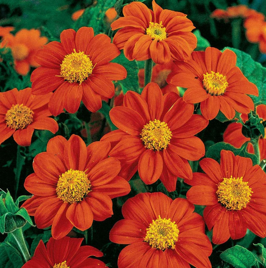Tithonia FIESTA DEL SOL DWARF AAS Winner Benary Mexican Sunflower 20 Seeds
