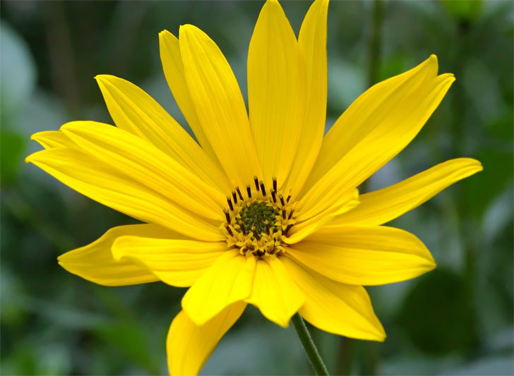 101+MAXIMILIAN Prairie SUNFLOWER Seeds Native Wildflower Heat Cold Drought Fence